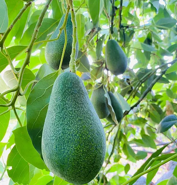 Alanya'da avokado bahçesi ve yerli avokado üretimi