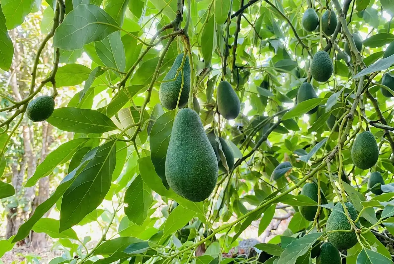 Alanya avokado bahçesi ve yerli avokado üretimi avokado satış