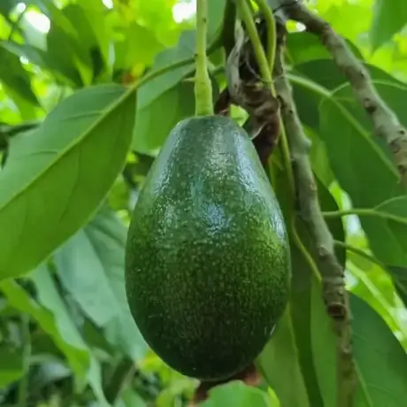 Bacon Avokado - Alanya Yerli Avokado
