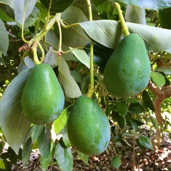 Clifton Avokado - Alanya Yerli Avokado