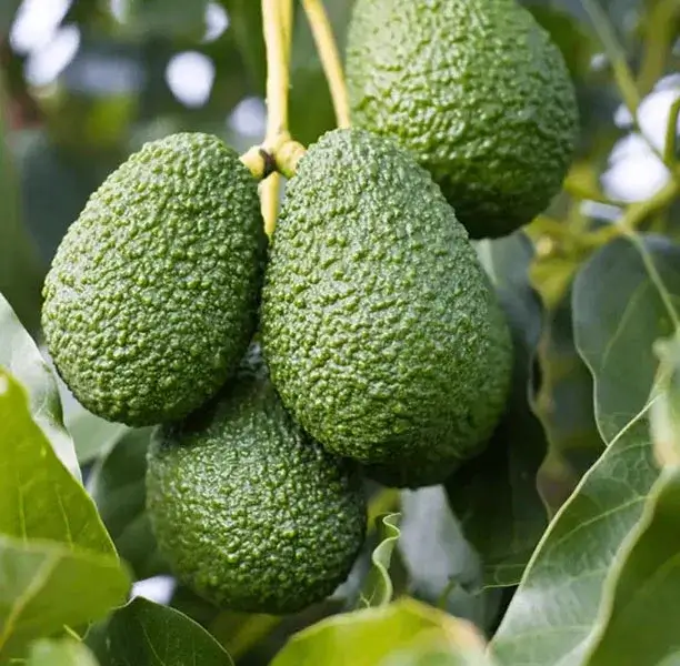 Hass Avokado - Alanya Yerli Avokado