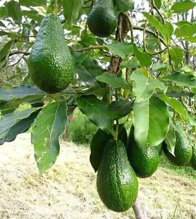 Lamb Hass Avokado - Alanya Yerli Avokado