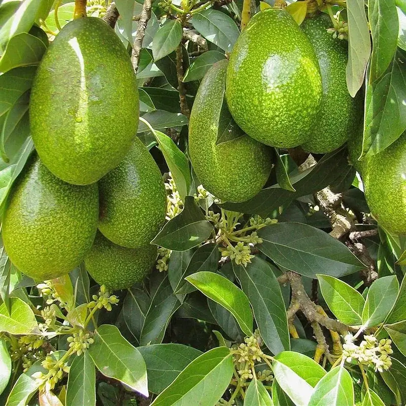 Zutano Avokado - Alanya Yerli Avokado