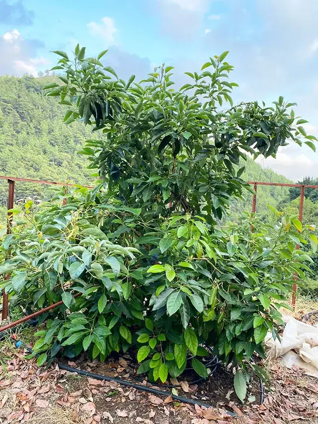 Alanya avokado ağaçları