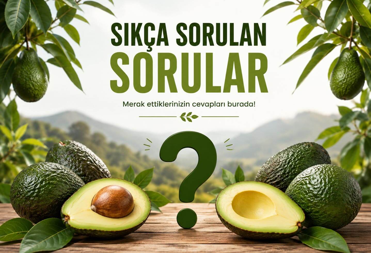 Avokado Hakkında